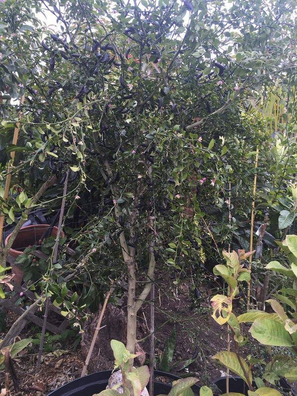 21e93710727729b9a1031c55e701945b