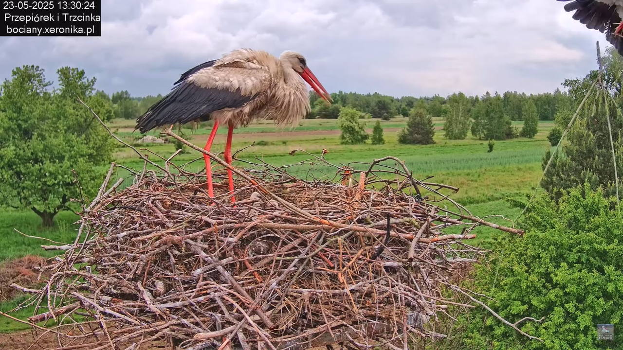 23052025bociany20