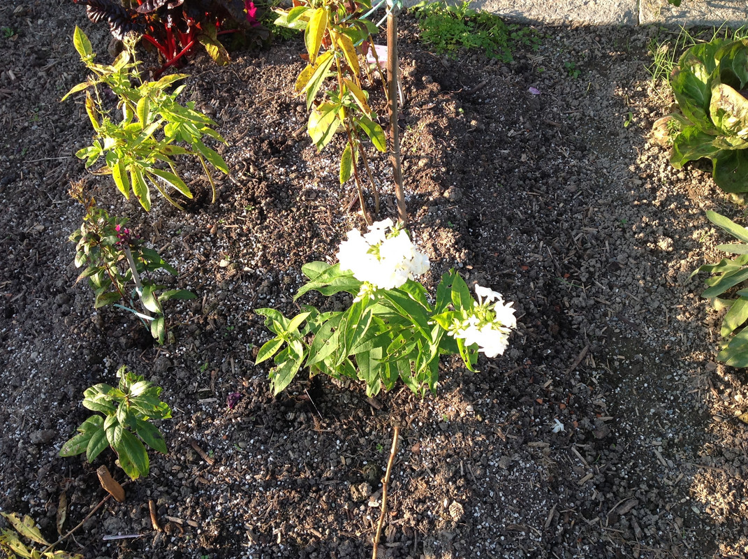 Garten Impressionen 25. Okt. 2015 (6)