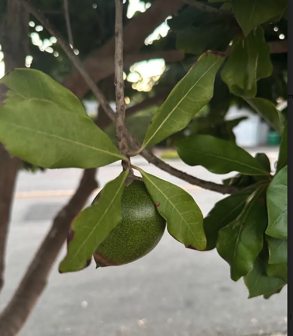 Screen Shot 2024-01-16 at 10.25.23 AM