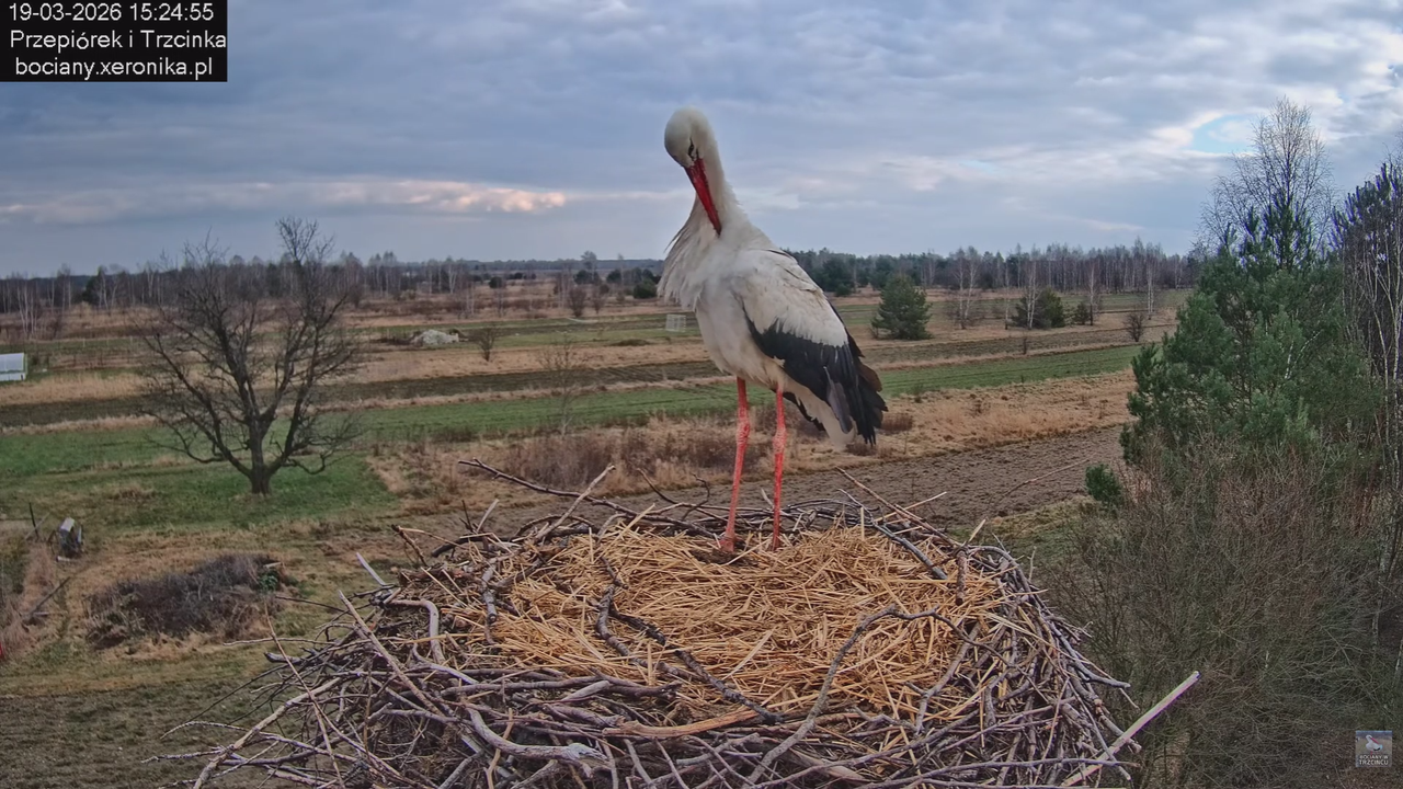 19032026 Powrót Przepiórka 10