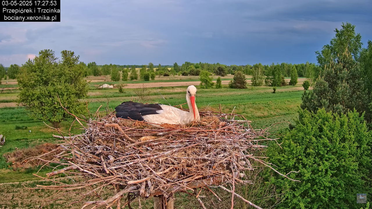 03052025bociany20