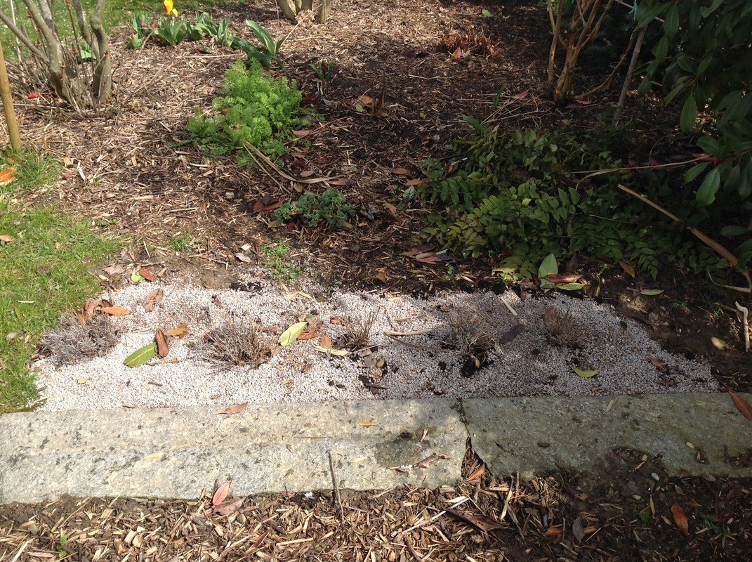 Gartenarbeiten Lavendel 3.April 2015 (C)