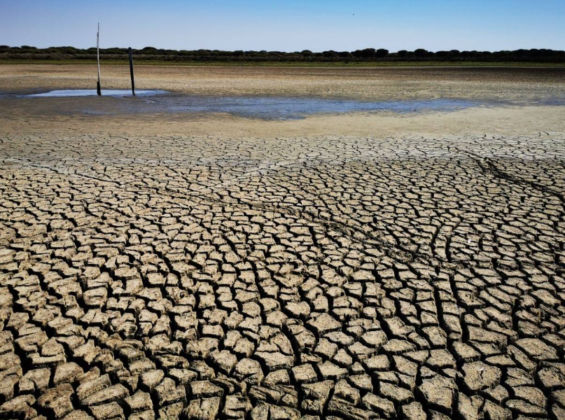 Última laguna de Doñana, España, se seca por la sobre explotación de acuíferos