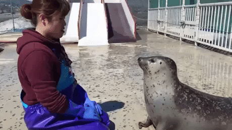 https://i.postimg.cc/BvLDZmBp/1.gif