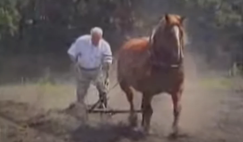 Linas Karpavičius. Kolchozas ir kolchoznikai