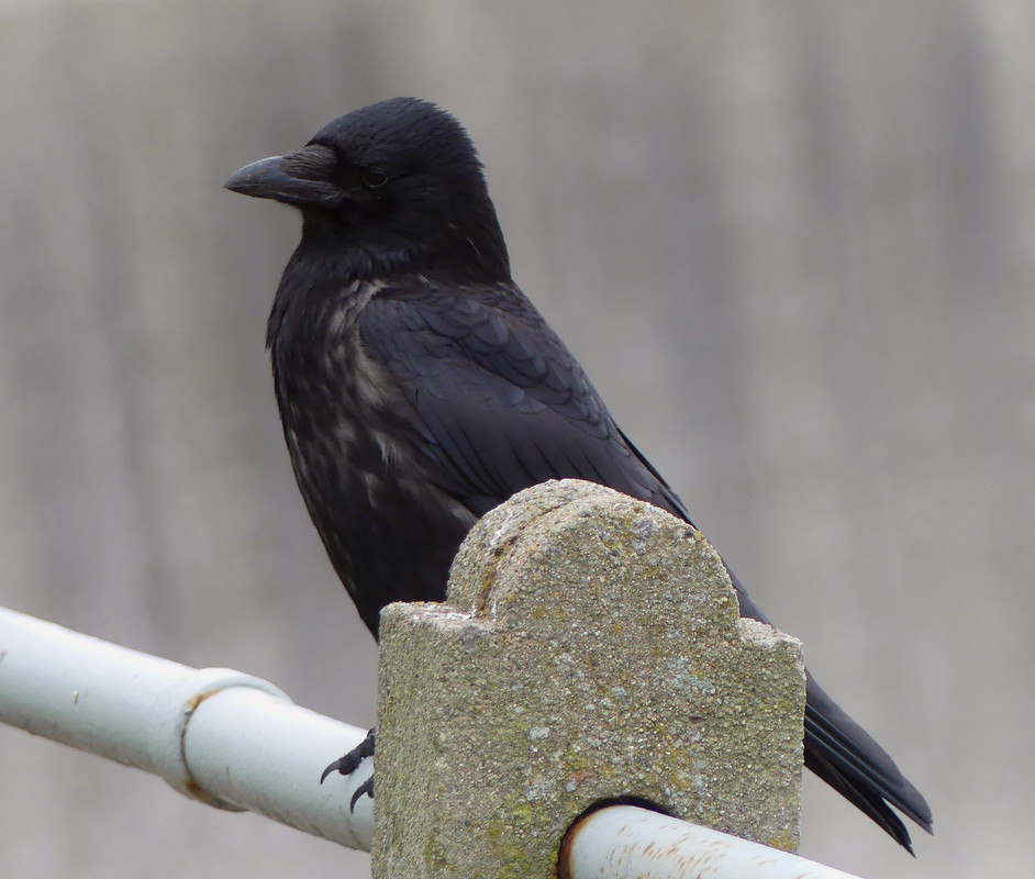 YOUNG CROW 1