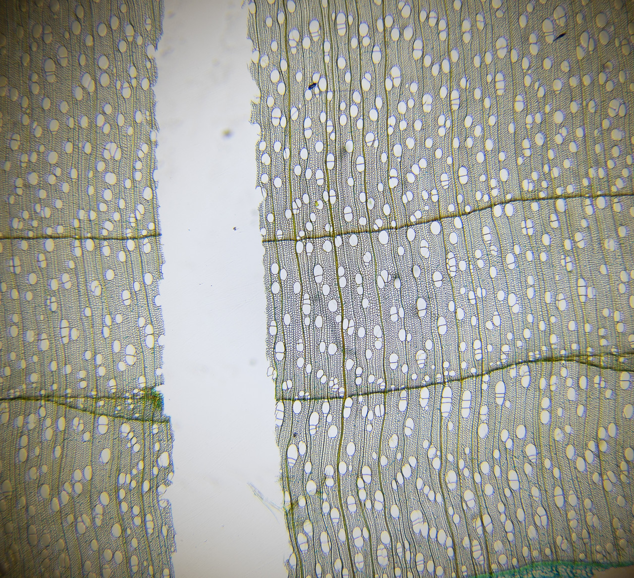 Leitz 2.5x/0.08