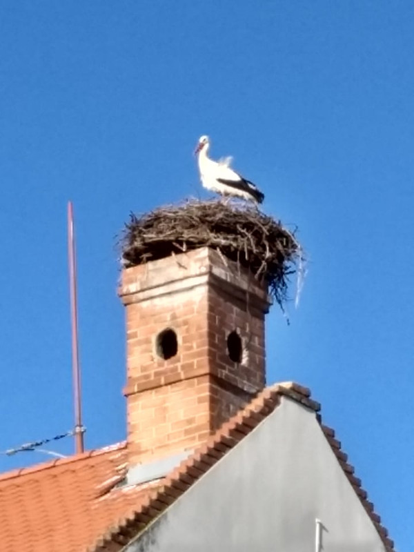 Szentes gólyás ház első gólya 20200317