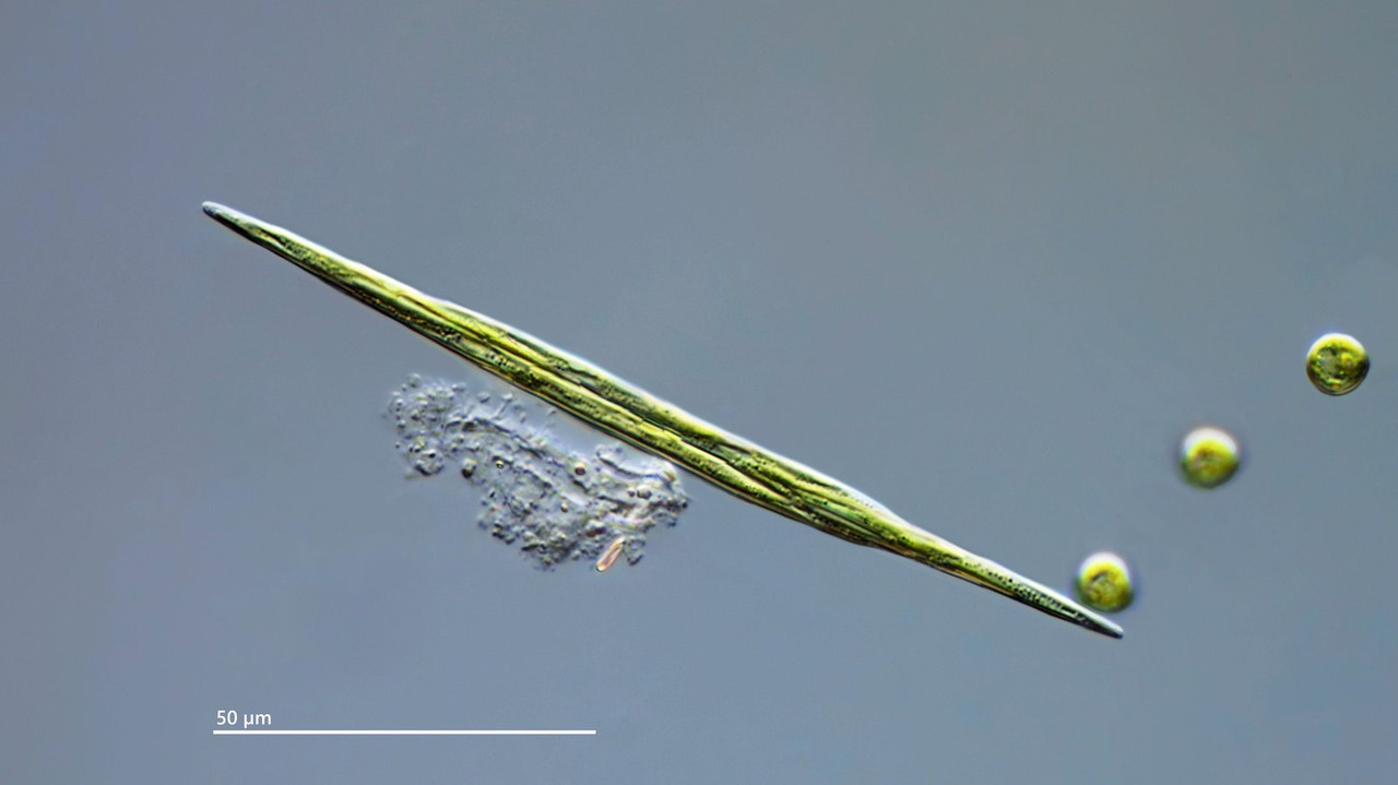 Monoraphidium 01 griffithii Pfeilalge (Syn Ankistrodesmus acicularis) DIK 100 Stack 6