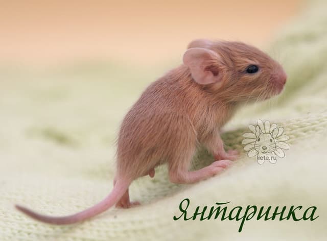 янтаринка1_1-нед