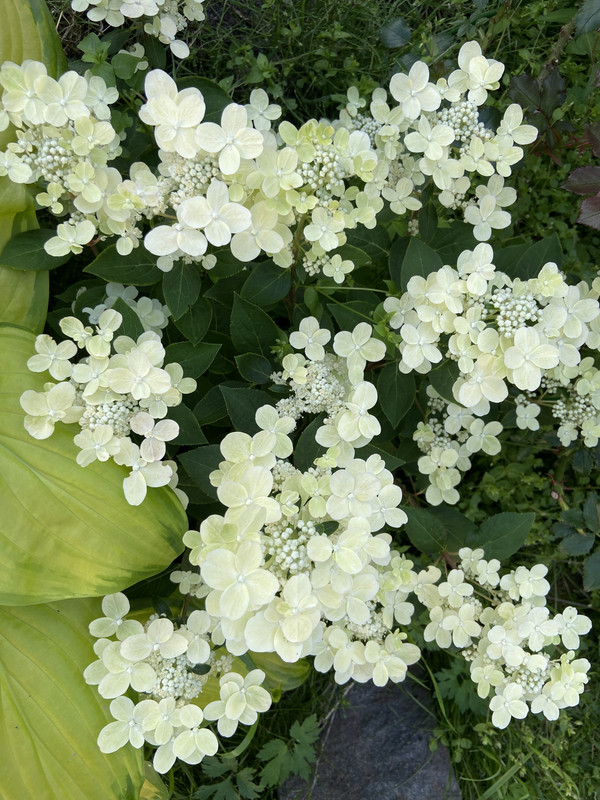 IMG_4975
