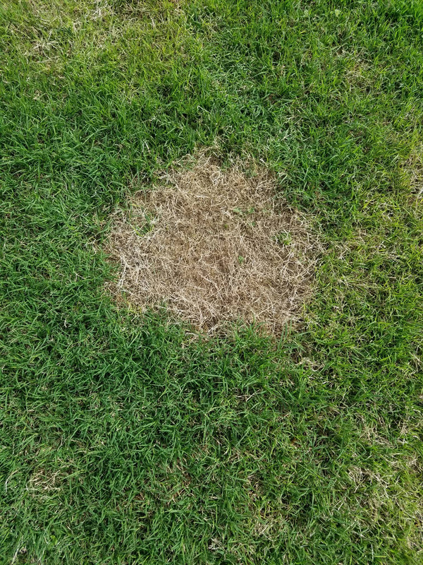 Crop Circles The Lawn Forum Crop Circles The Lawn Forum