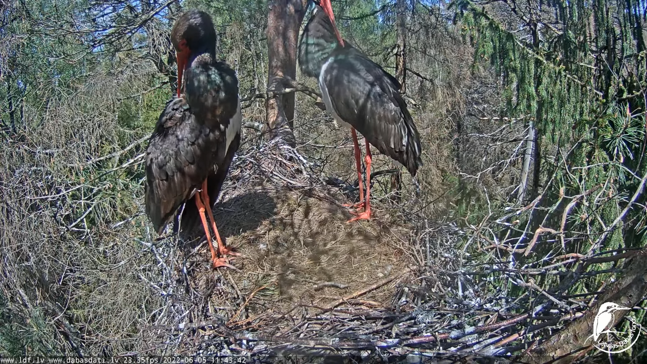 Melnais stārķis (Ciconia nigra) Siguldas novadā - LDF tiešraide 2-46-23 screenshot