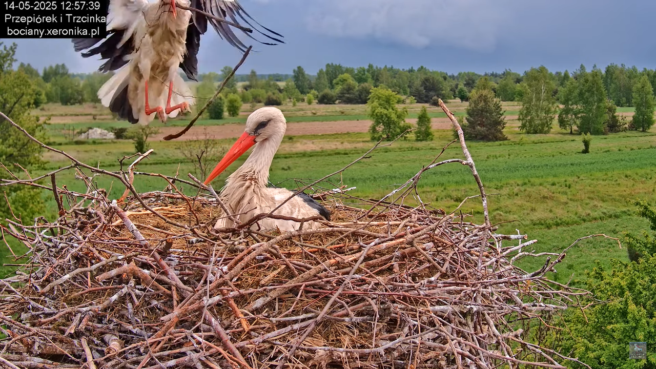 14052025bociany16
