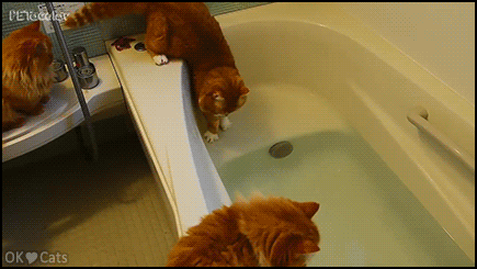 Funny-Cat-GIF-Big-clumsy-ginger-cat-falling-in-bathtub-full-of-water-HELP-huge-mistake-cat-gifs.gif