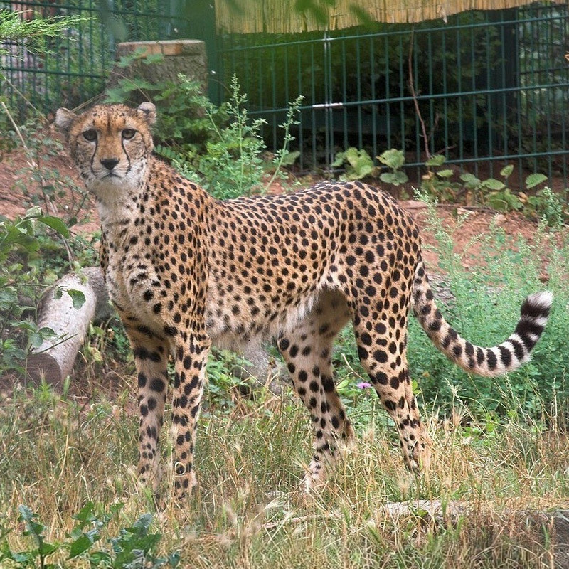 Northeast African cheetah ★ Feline