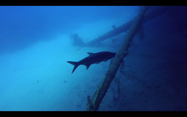 Buceo en "18 Palms" y Hilma Hooker. Relax. - BONAIRE - Buceo+ Snorkel + Relax (1)