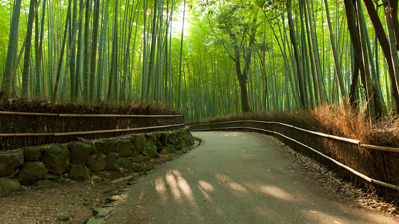 Hutan Bambu Arashiyama: Keajaiban Alam yang Memikat Hati di Kyoto