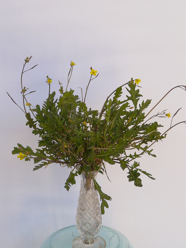 P1120159-0.1... (1024)