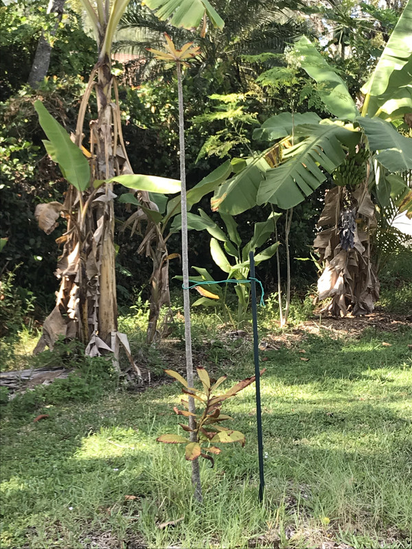 Mamey Sapote