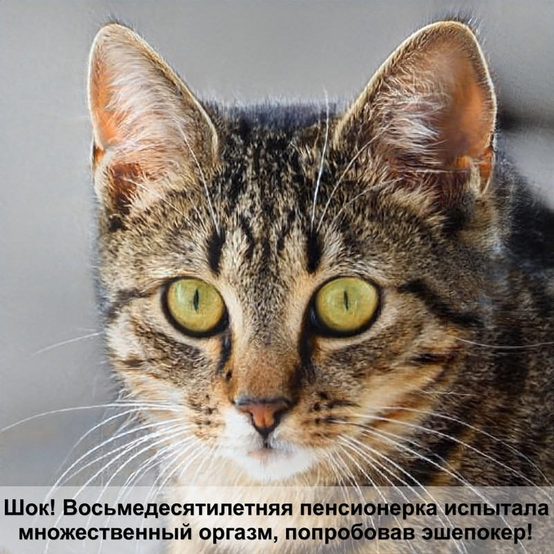 как называется порода кошек с большими ушами