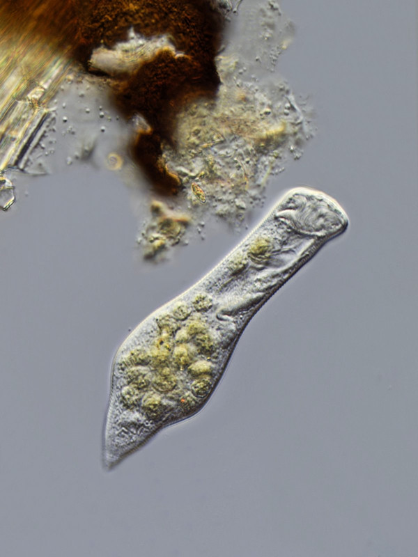 Ophrydium 12 (Gerda) crassicaule Gallertkugeltier freischwimmend DIK 40 Arzmoos-Z7