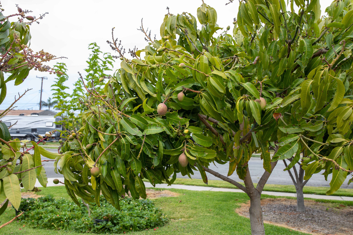 8U1A0832  Sweet Tart Mango Tree - Top Half with Fruit (6-22-2021)