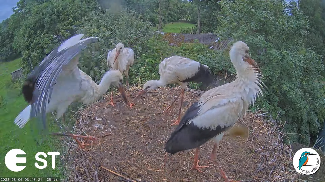 Baltie stārķi (Ciconia ciconia) Tukuma novadā - LDF tiešraide __ White storks in Tukums, Latvia 10-4