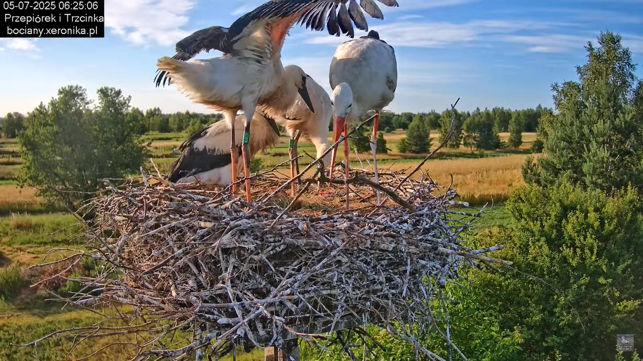 05072025bociany18