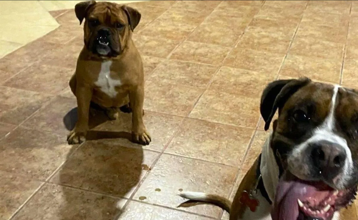 Deja a sus mascotas en pensión y se los entregan muertos