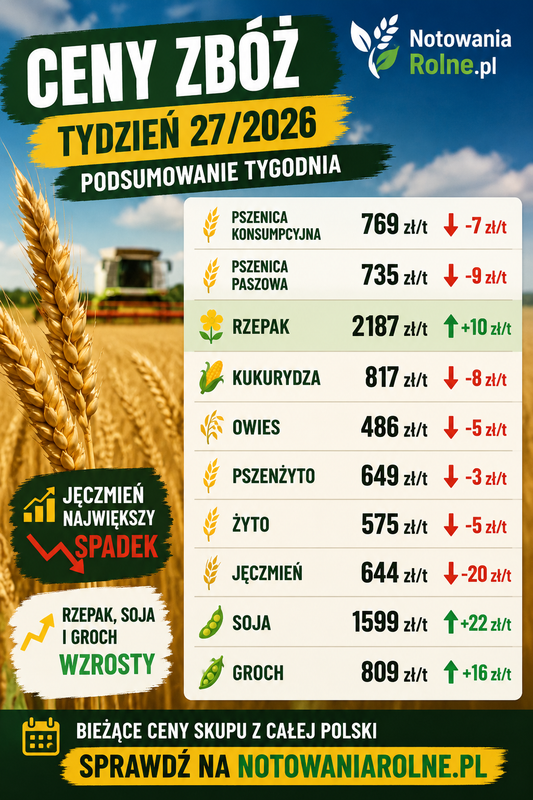 Ceny zbóż w 27 tygodniu 2026. Jęczmień mocno w dół, rzepak drożeje