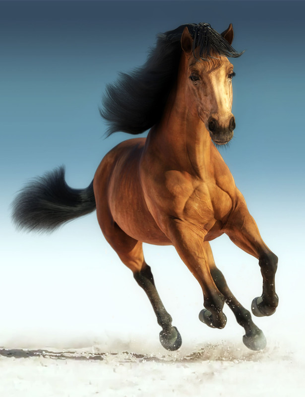 Daz Horse 3