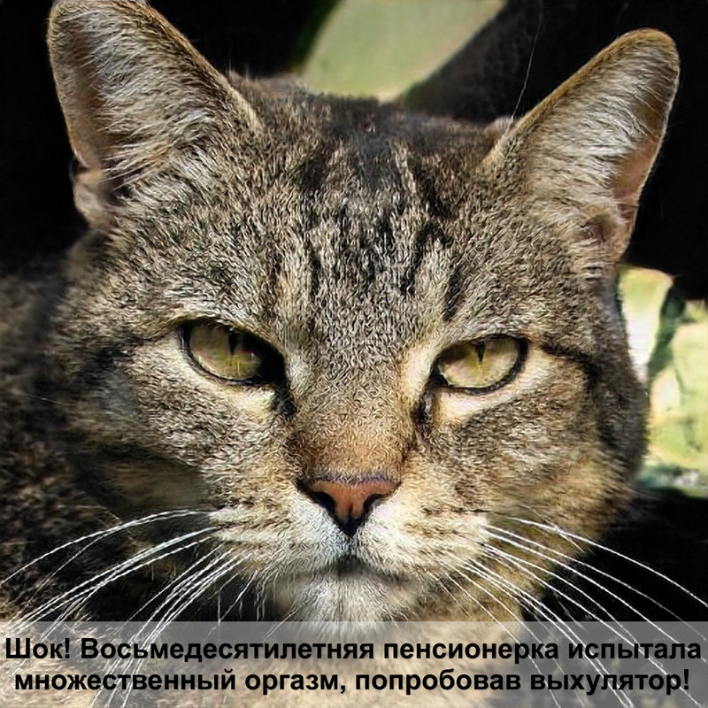 кошку рвет комками шерсти