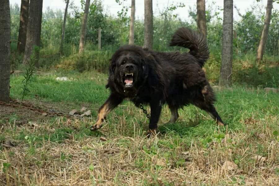 Northwestern Wolf v Tibetan Mastiff Carnivora