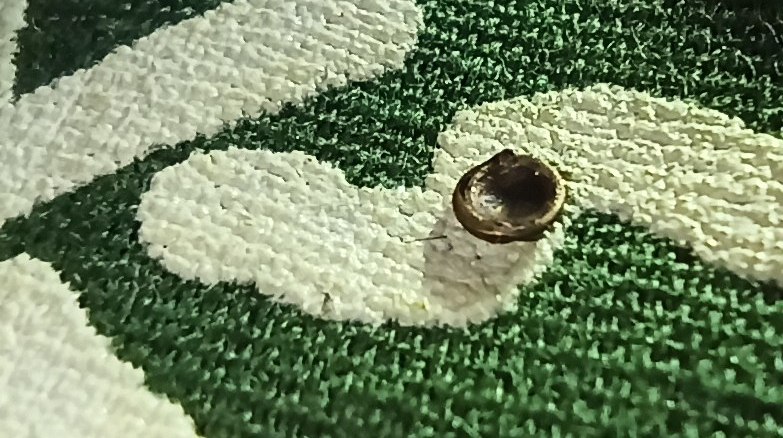 Fulminante perforado 20210731_230700