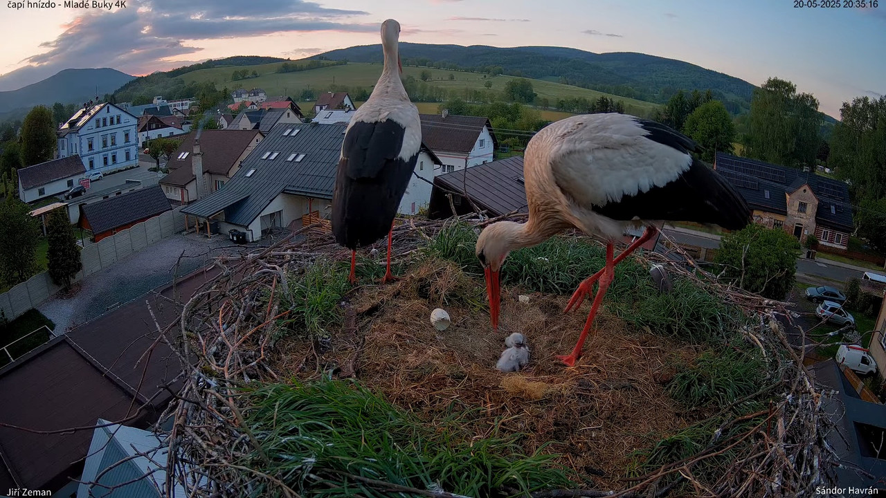 Živá kamera - Mladé Buky - čapí hnízdo 4K 13-17-26 screenshot