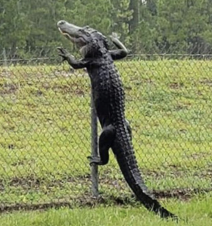 gatorfence.jpg