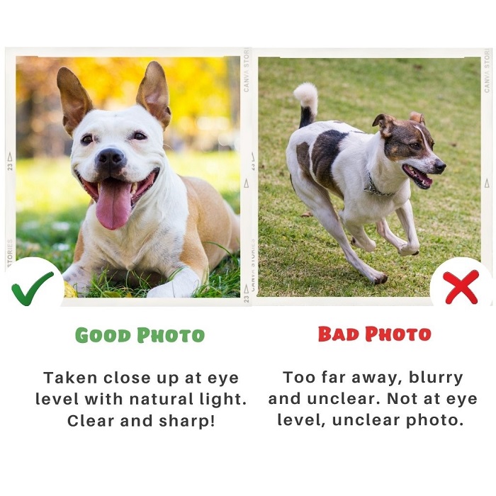 Photography Tips To Get The Best Pet Portraits 1