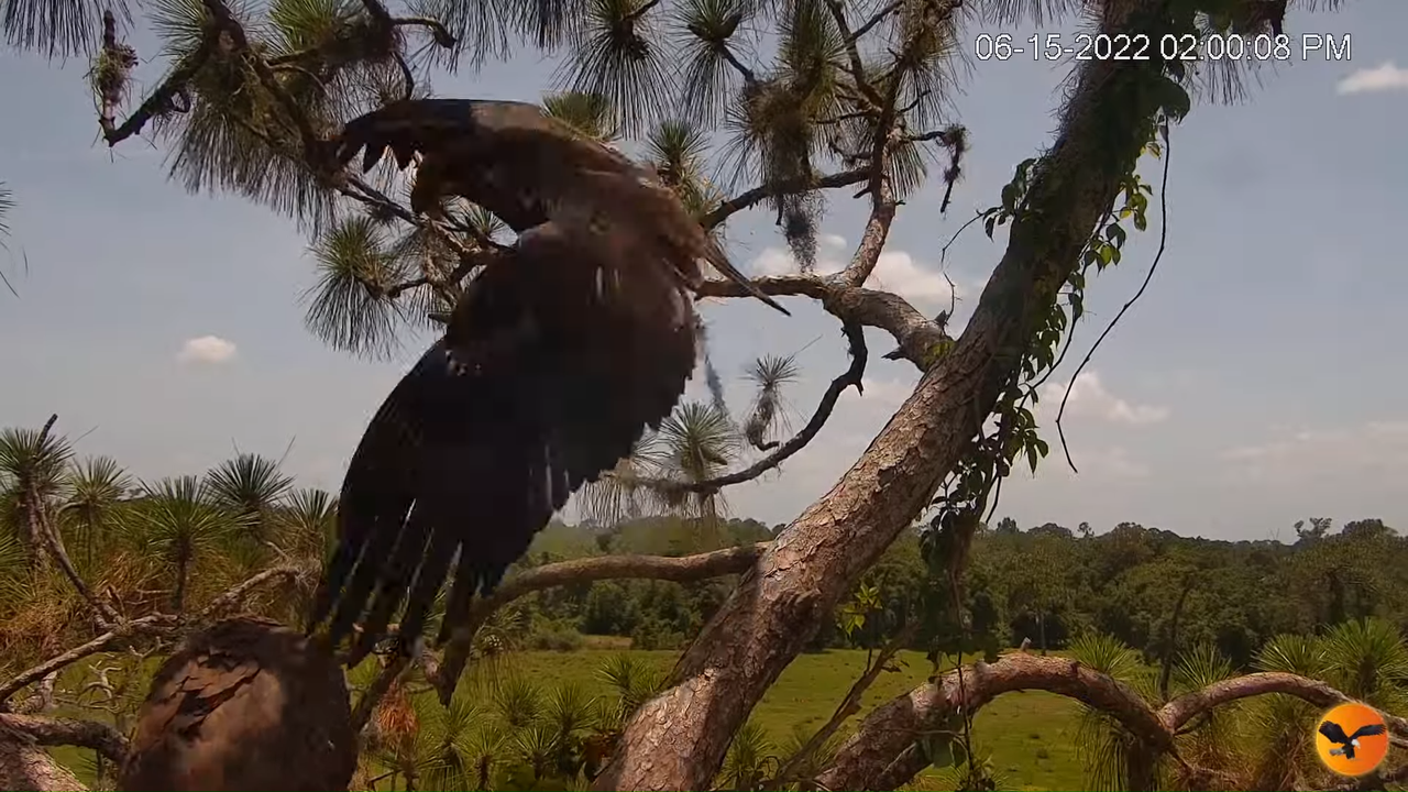 EC Nest Cam 8-16-3 screenshot (1)