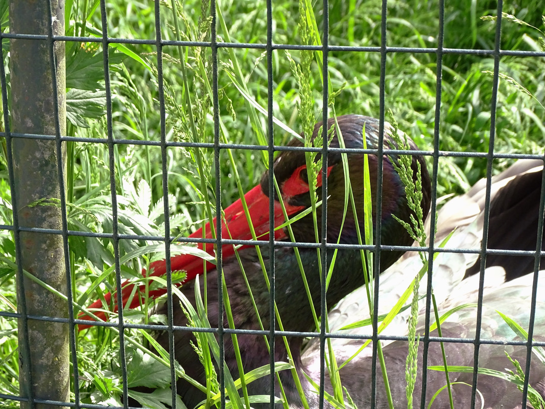 10.14 - dzioban (irycki)