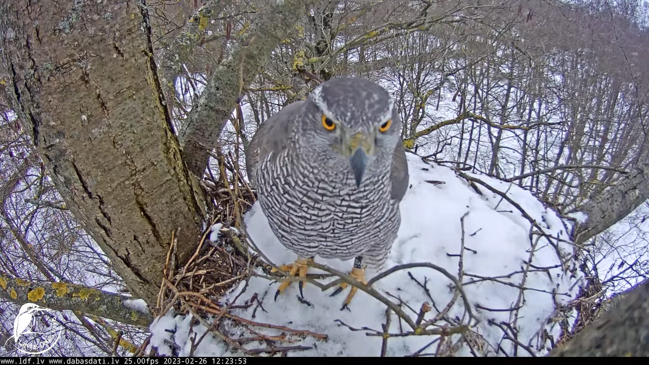 Vistu vanags (Accipiter gentilis) Rīgā - LDF tiešraide __ Goshawks, Riga, Latvia 12-46-53 screenshot