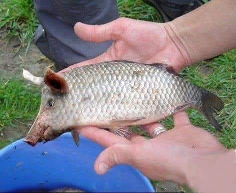 [Linked Image from i.postimg.cc]