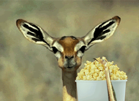 giphy (1)