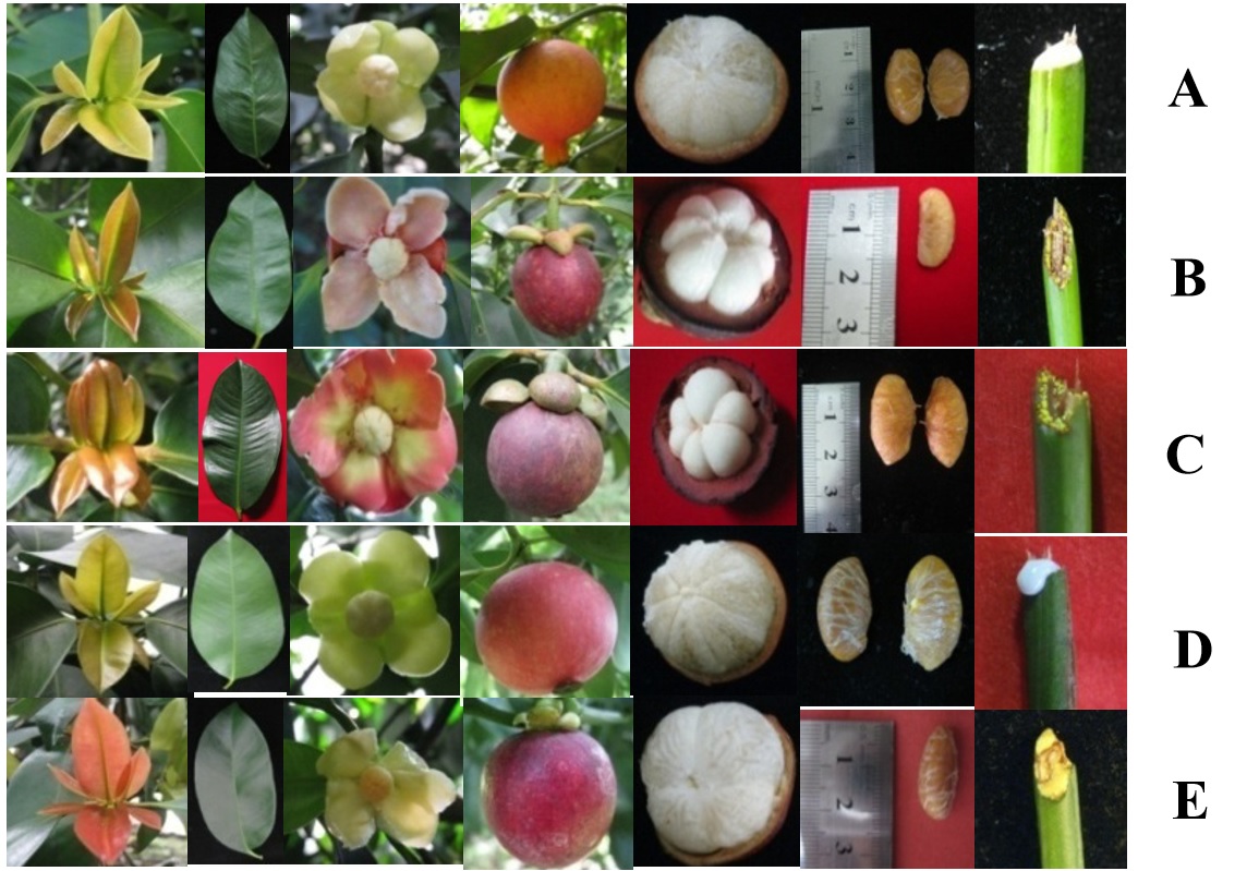 garcinia species