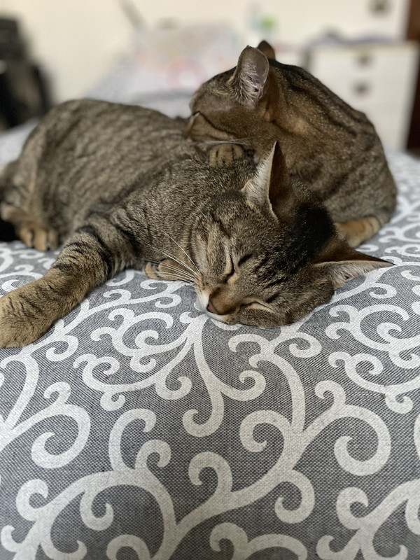 E91-C2-F02-3692-4-E97-83-EB-9-F859-A8983