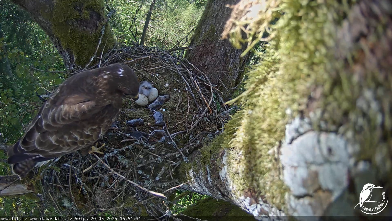 Melnās klijas (Milvus migrans) Kurzemē_ peļu klijāni (Buteo buteo) 14-39-46 screenshot