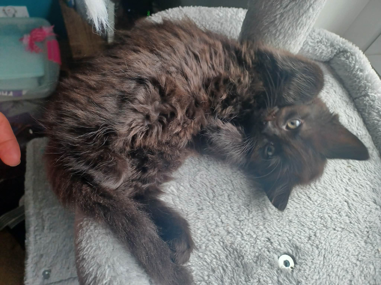 Blackie-01-07-26