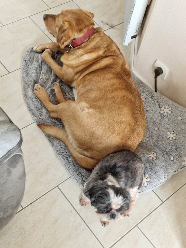 [Image: 93-F1-D3-F8-535-D-4-A10-91-F3-036-E0-E3-BA44-B.jpg]