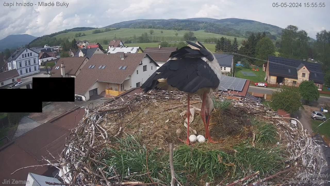Tiešraides kamera — Mladé Buky — stārķa ligzda 9-21-35 screenshot